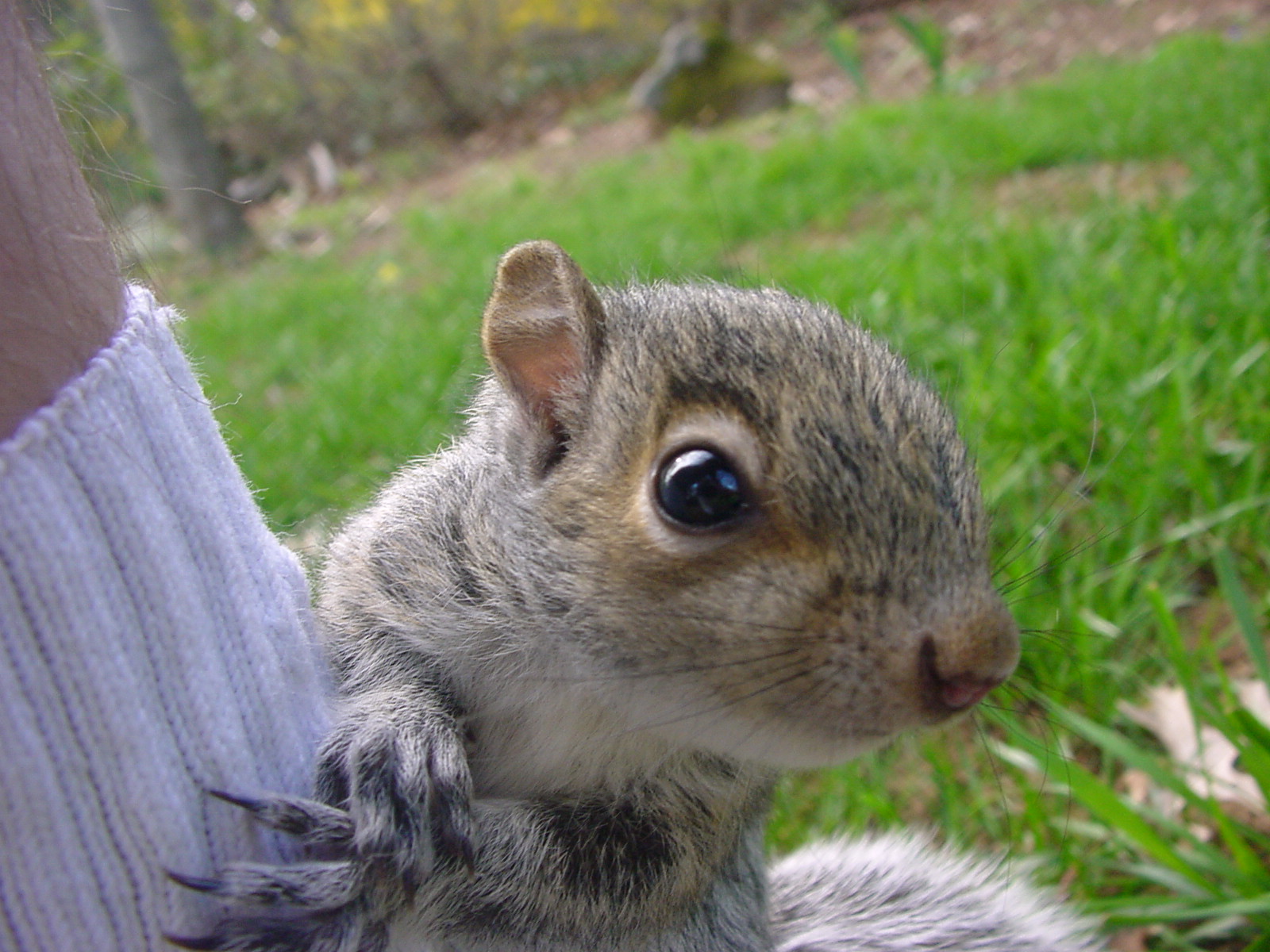 comment apprendre le nom a son lapin